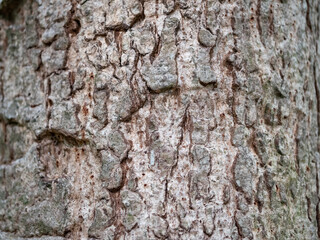 full frame bark of tree for natural background and texture