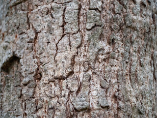 full frame bark of tree for natural background and texture