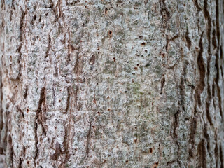 full frame bark of tree for natural background and texture
