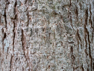 full frame bark of tree for natural background and texture