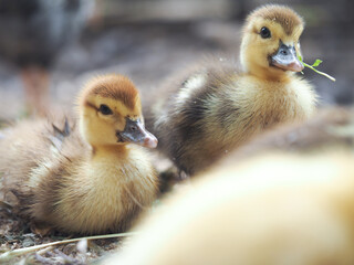 Cute little ducklings walk on the farm