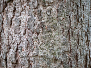 full frame bark of tree for natural background and texture