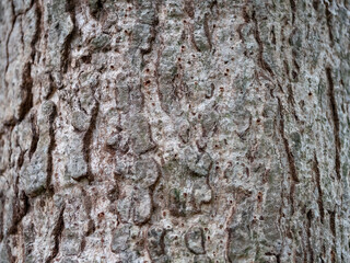 full frame bark of tree for natural background and texture