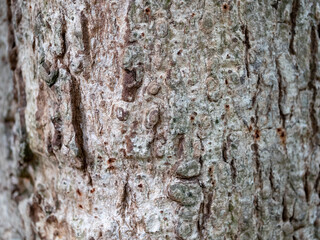 full frame bark of tree for natural background and texture