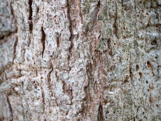 full frame bark of tree for natural background and texture