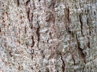 full frame bark of tree for natural background and texture