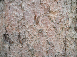 full frame bark of tree for natural background and texture