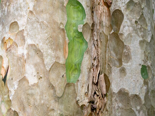 full frame bark of tree for natural background and texture