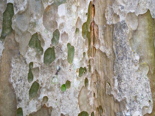 full frame bark of tree for natural background and texture