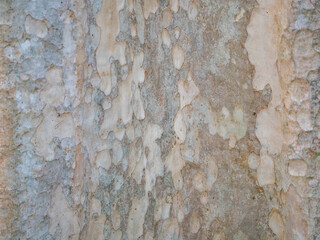 full frame bark of tree for natural background and texture