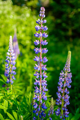 Long Violet Flowers Close-up 2