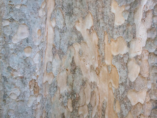 full frame bark of tree for natural background and texture