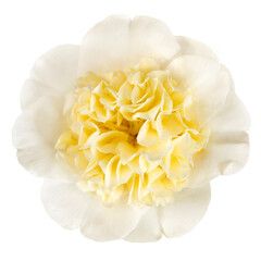 Yellow Camellia Flower Isolated on White