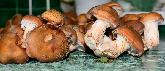 A lot of mushrooms on the table