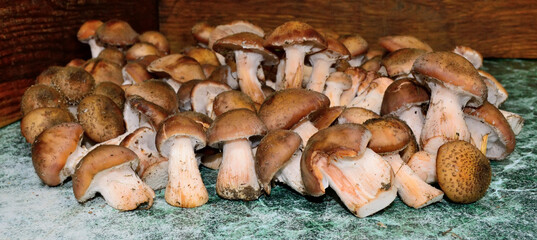 A lot of mushrooms on the table