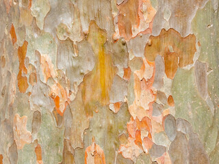 full frame bark of tree for natural background and texture