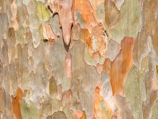 full frame bark of tree for natural background and texture