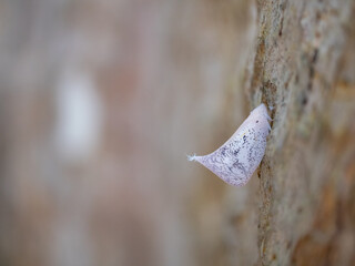 white butterfly insect sitting on bark of tree