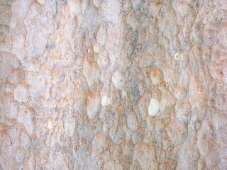 full frame bark of tree for natural background and texture
