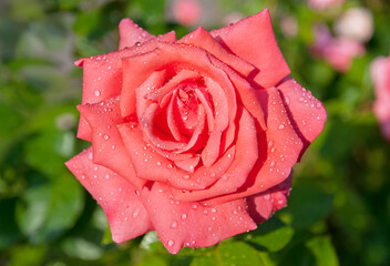 Blooming scarlet rose