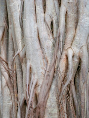 brown trunk of banyan tree forest background