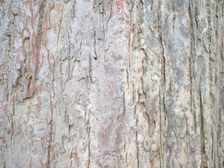 Obraz premium full frame bark of tree for natural background and texture