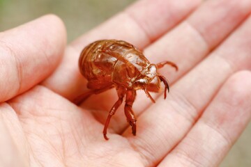 クマゼミの抜け殻　手のひらの上