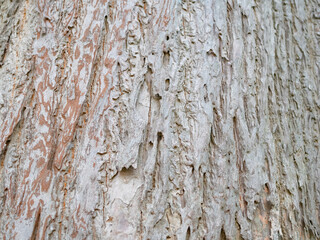 full frame bark of tree for natural background and texture