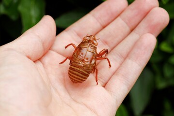 クマゼミの抜け殻　手のひらの上