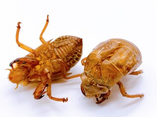 クマゼミの抜け殻　白背景