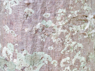 full frame bark of tree for natural background and texture