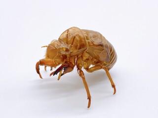 クマゼミの抜け殻　白背景