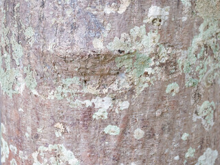 full frame bark of tree for natural background and texture