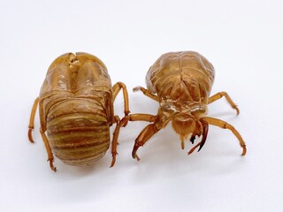 クマゼミの抜け殻　白背景