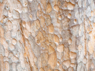 full frame bark of tree for natural background and texture