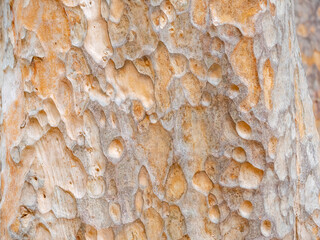 full frame bark of tree for natural background and texture