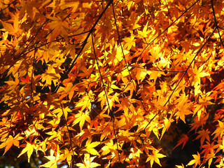 Autumn leaves of Japanese maple
日本のもみじの紅葉