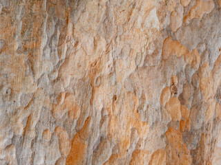 full frame bark of tree for natural background and texture