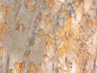 full frame bark of tree for natural background and texture