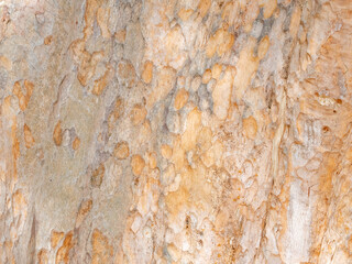 full frame bark of tree for natural background and texture