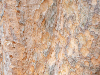 full frame bark of tree for natural background and texture