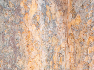 Obraz na płótnie Canvas full frame bark of tree for natural background and texture