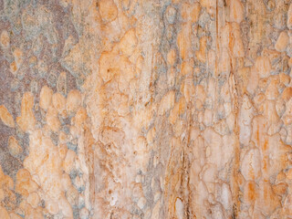 full frame bark of tree for natural background and texture