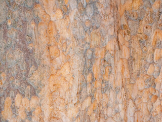 full frame bark of tree for natural background and texture