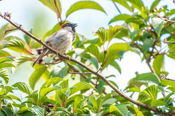 Feldsperling vulgo Spatz