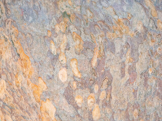 full frame bark of tree for natural background and texture
