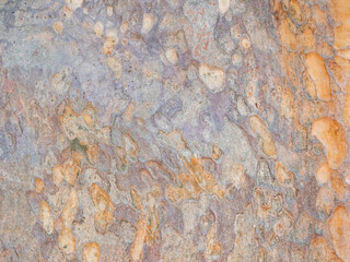 full frame bark of tree for natural background and texture