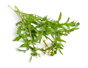 Rocket or arugula Eruca vesicaria or Brassica eruca. Plant with flowers. Isolated