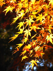 Autumn leaves of Japanese maple
日本のもみじの紅葉