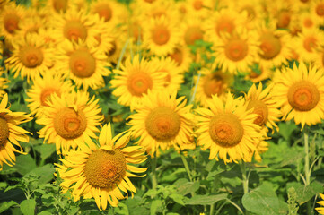 Fototapeta na wymiar 満開のひまわり畑　Sunflower in full bloom in summer